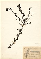 藏品(玉山舖地蜈蚣)的圖片